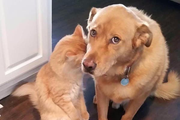Dog and cat are guilty
