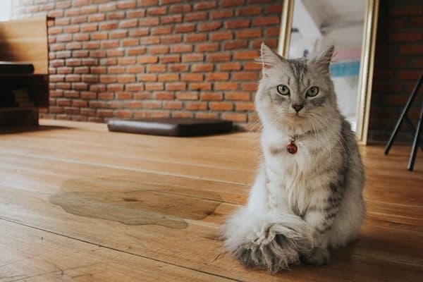Cat urine stain on wooden floor