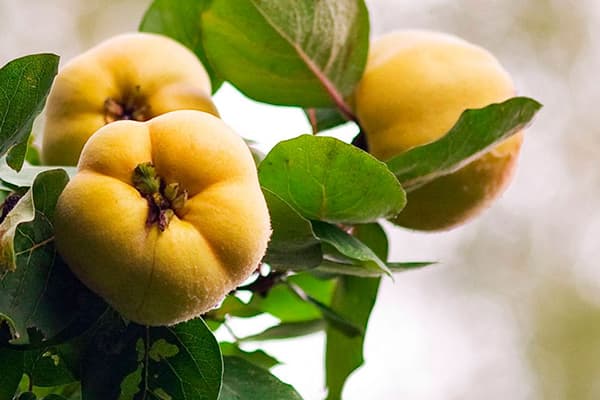 Quince fruits on a branch