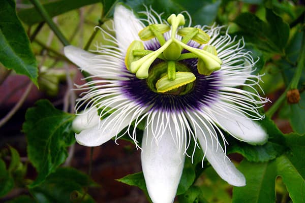 Passionflower flower