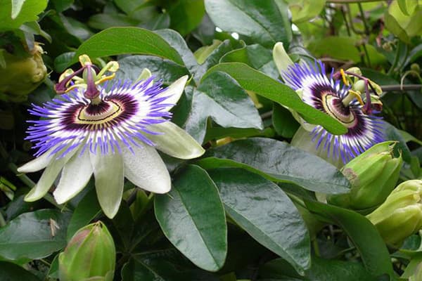 Flowering passionflower