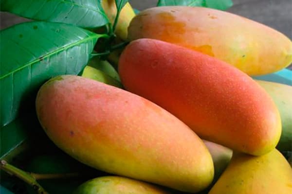 Mango Makhačanoks
