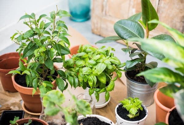 Plants in the house