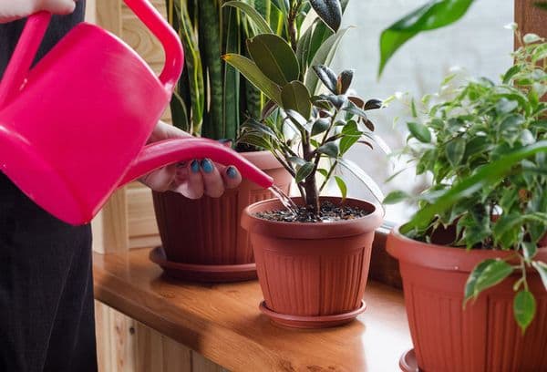 Watering flowers