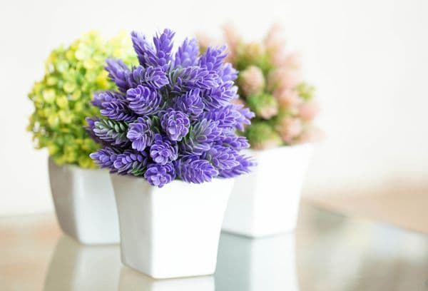 Indoor Flowers