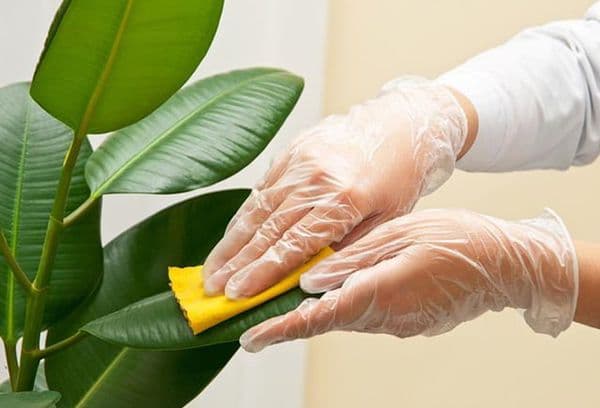 Dusting leaves