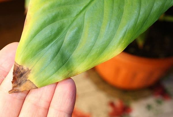 Yellowed leaf