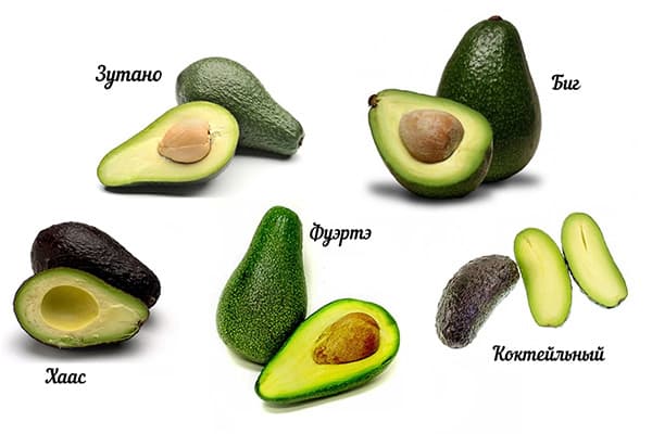 Different varieties of avocado