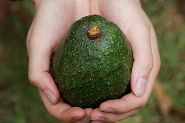 Ripe Avocado Fruit