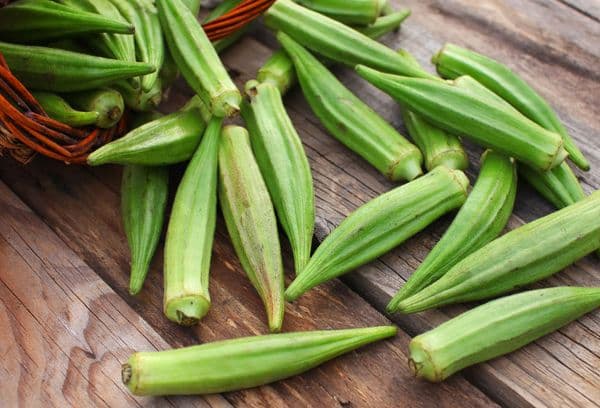 Okra plant