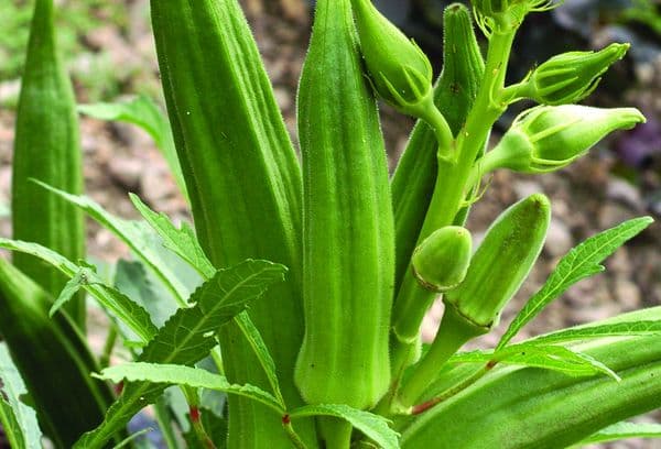 Okra vegetable
