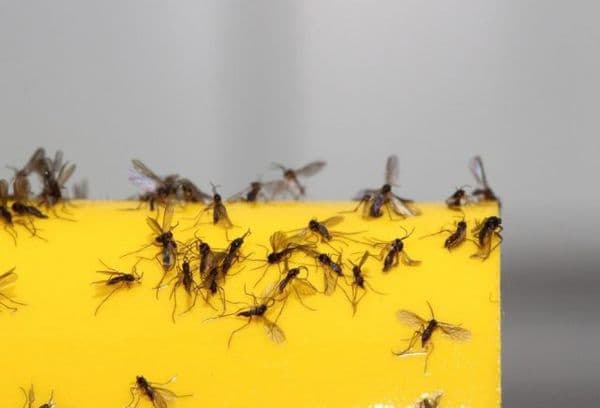 Fruit midges