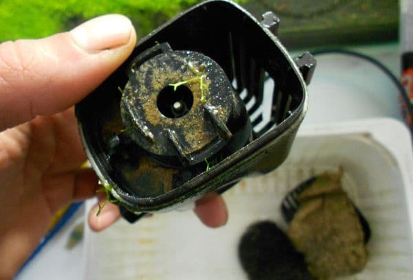 Dirty aquarium filter