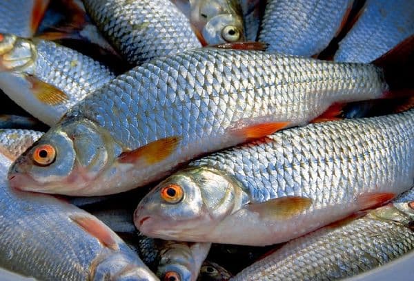 Fresh fish