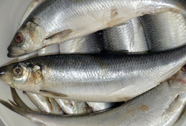 salty fish