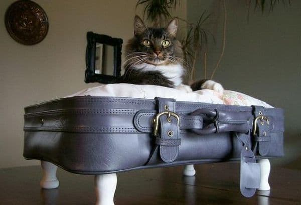 Cat in a suitcase