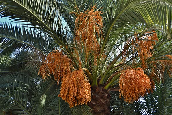 Date palm