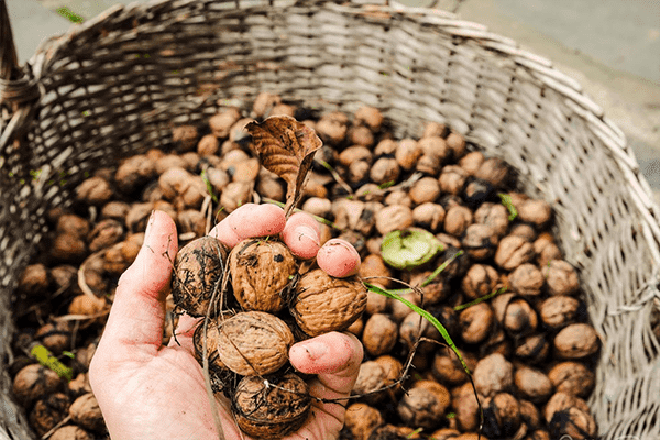 Freshly Picked Walnuts
