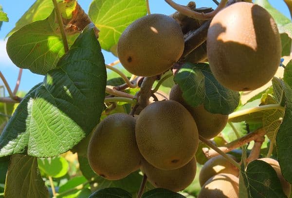 Kiwi fruits on a tree