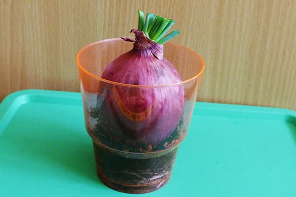 Growing bulbs in a glass
