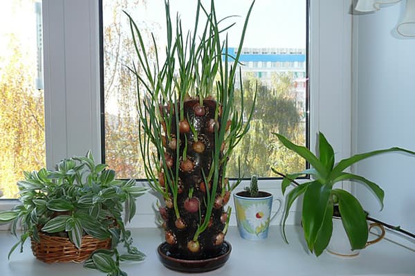 The original way to grow onions on the windowsill