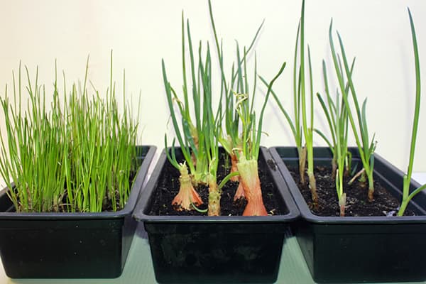 Germination of different types of onions