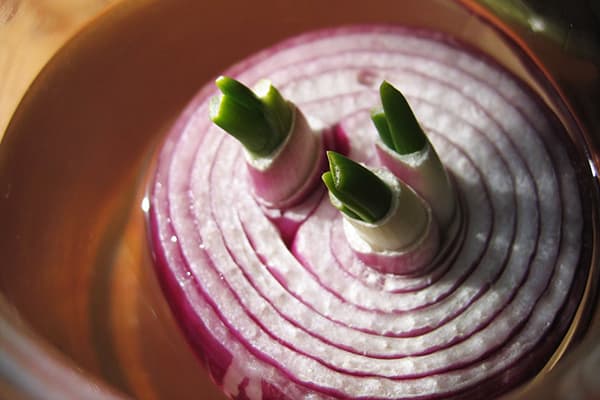 Onion sprouting