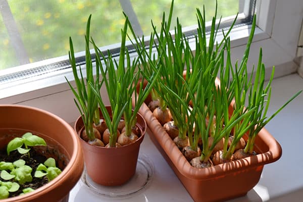 Green onions on the windowsill