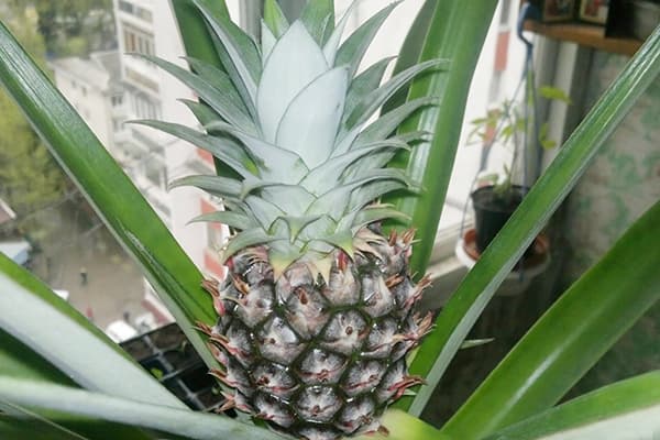 Growing pineapple in a pot