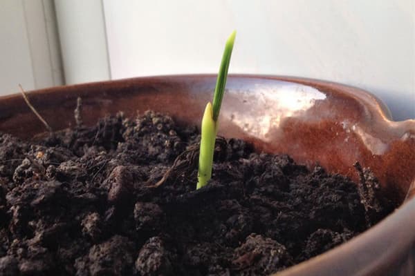 Potted date palm sprout