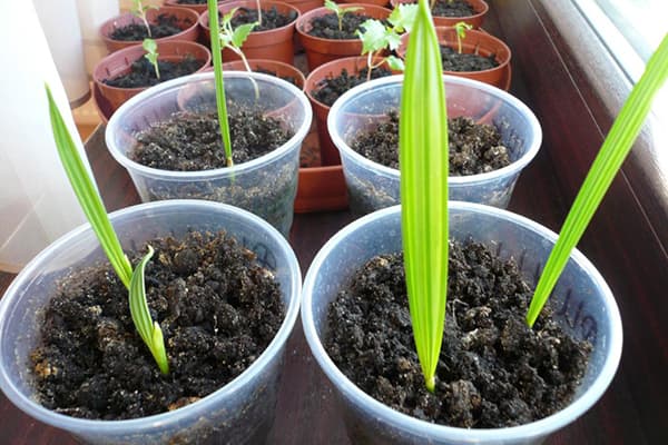 Date palm seedlings