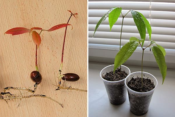 Germination of Lychee Bone