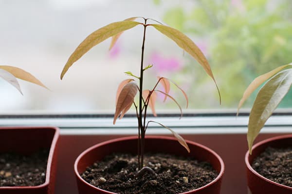 Lychee seedling in a pot