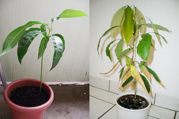 Lychee tree at different stages of growth