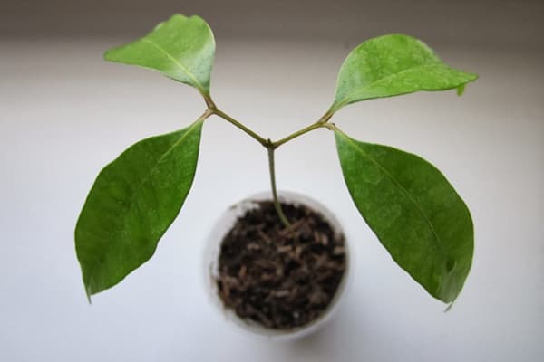 Lychee seedling