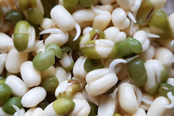 Mash with seedlings