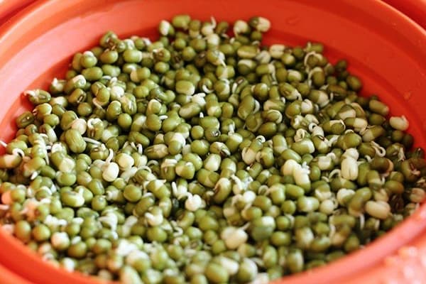 Germination Masha