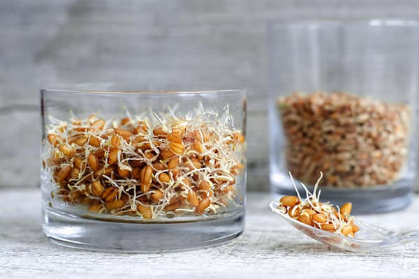 Sprouted wheat