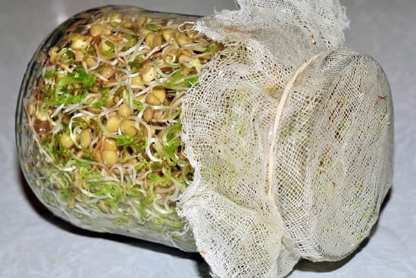 Jar of Sprouted Wheat
