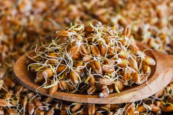 Sprouted wheat