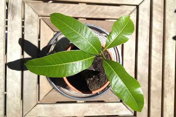 Potted mango audzēšana