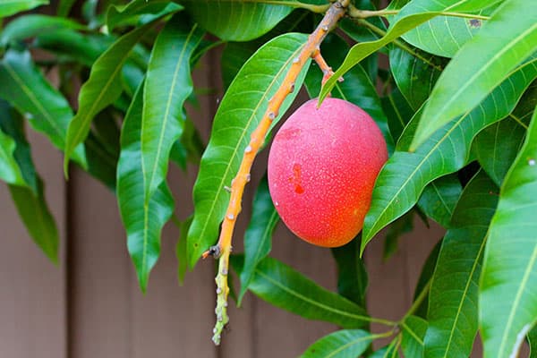 Mango augļi uz koka