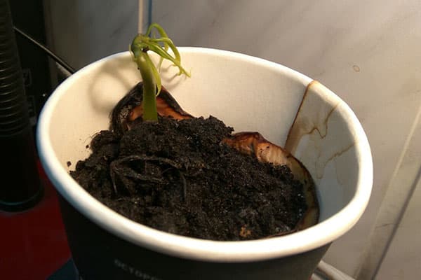 Diedzētas mango sēklas glāzē ar augsni