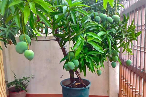 Mango augļu koks katlā