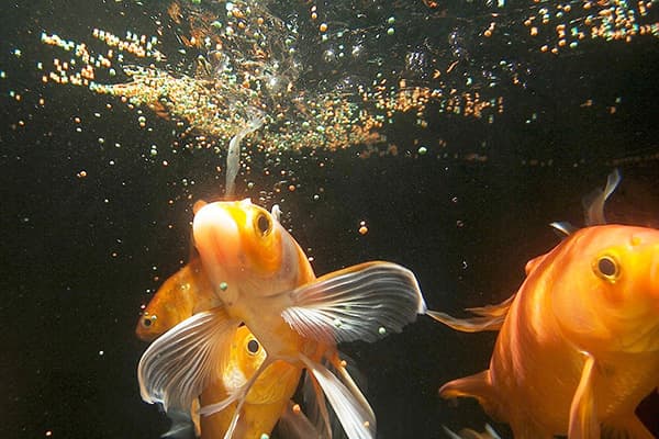 Fish feeding
