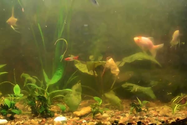 Turbid water in the aquarium