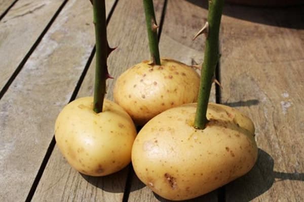 Roses in potato