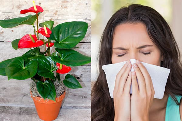 Alerģija pret Anthurium