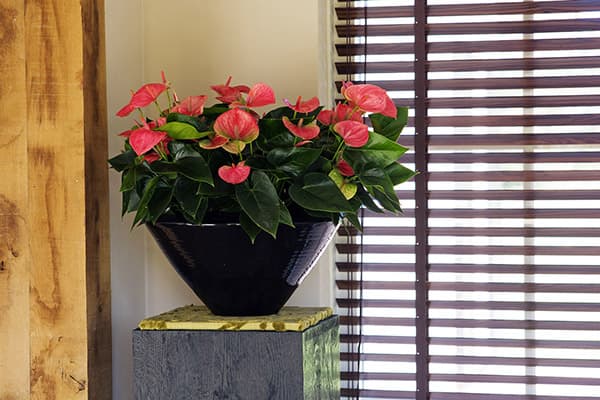 Anthurium pie loga