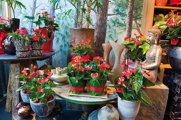 Anthuriums un Budas figūriņa